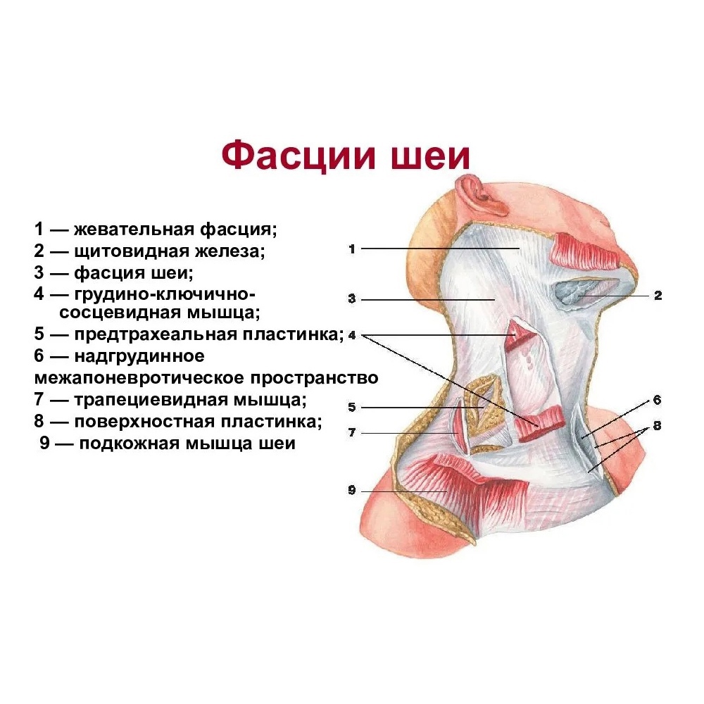 Анатомия мышц шеи